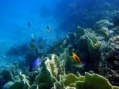 rybky koral (8)_resize